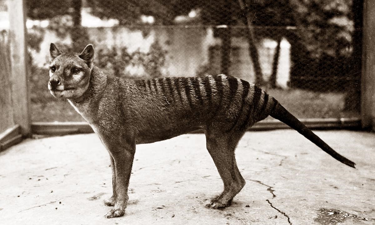 34-facts-about-thylacine