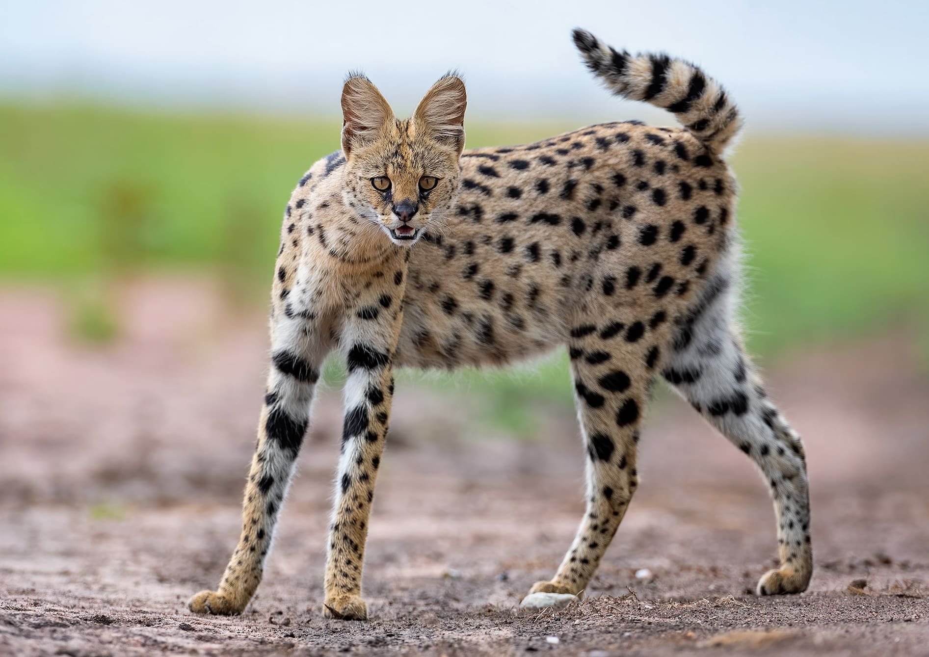 35-facts-about-african-serval