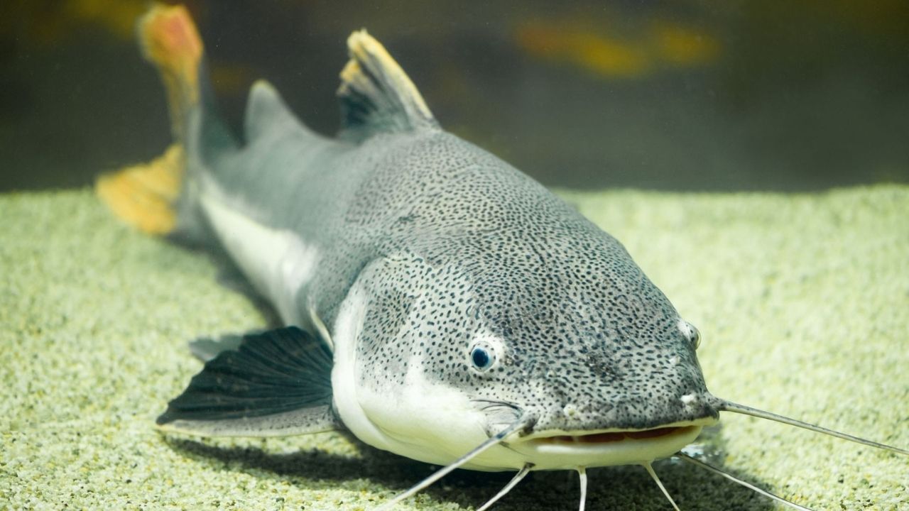 35-facts-about-alligator-catfish-hybrid