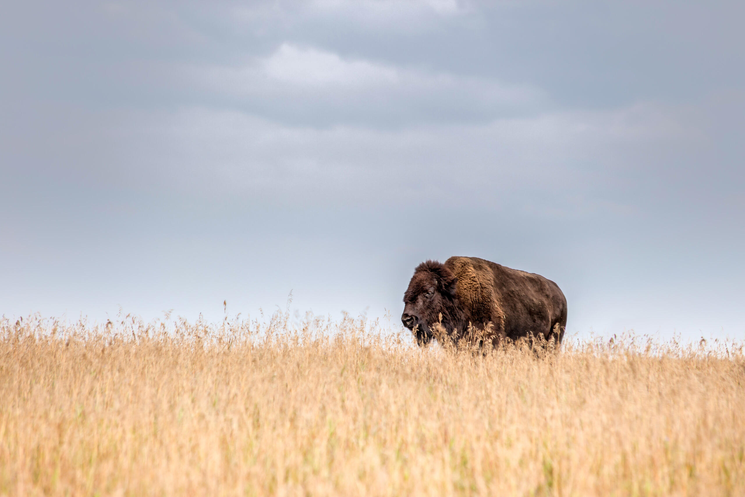 35-facts-about-american-bison-extinction-1800s