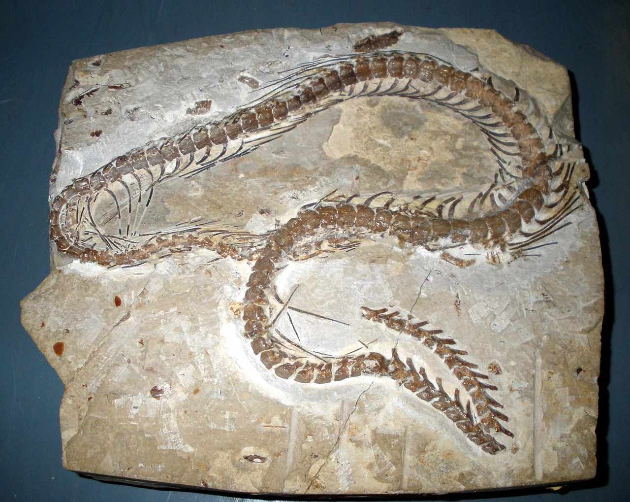 35-facts-about-ancient-snake-fossil