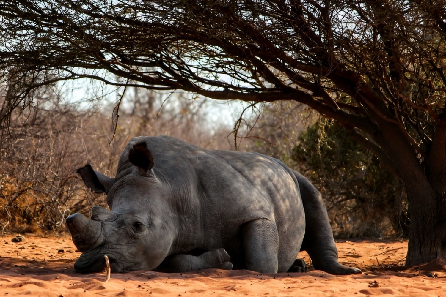 35-facts-about-animals-kill-poachers