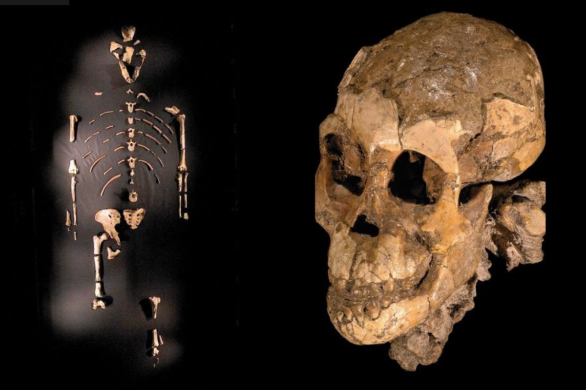 35-facts-about-baby-ape-fossil