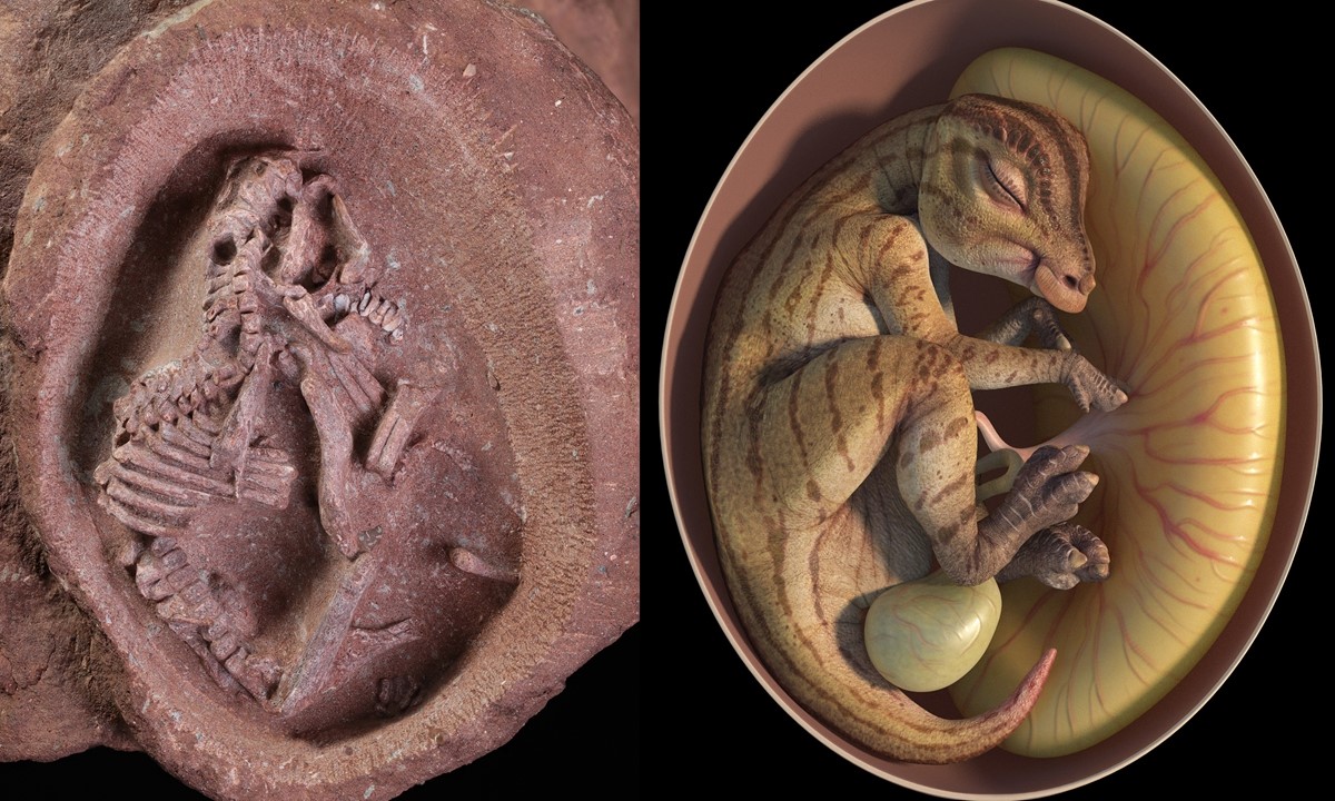 35-facts-about-baby-dinosaur-embryos