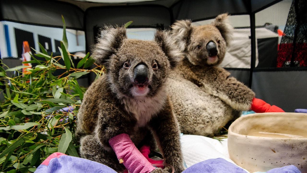 35-facts-about-baby-koala-rescued