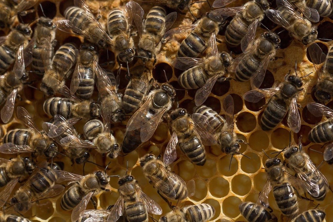 35-facts-about-bee-life