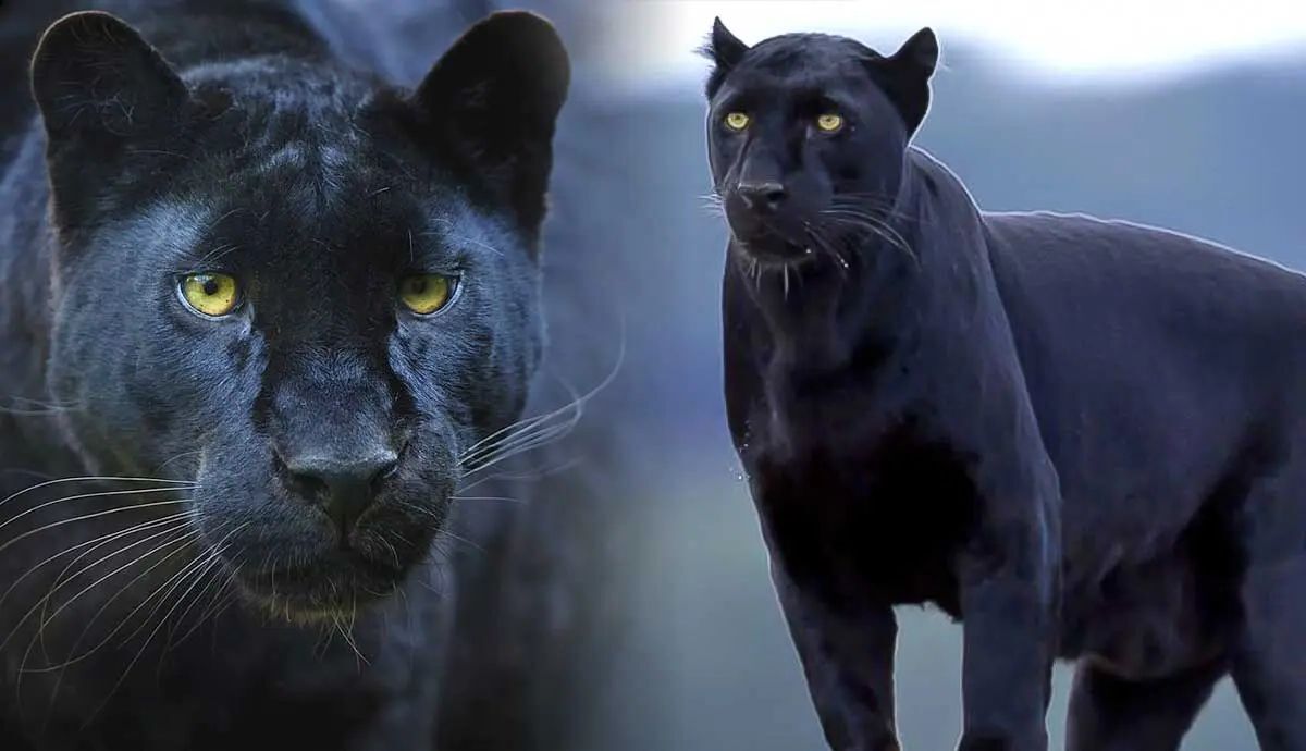 30 Facts About Black Panther 3 Facts