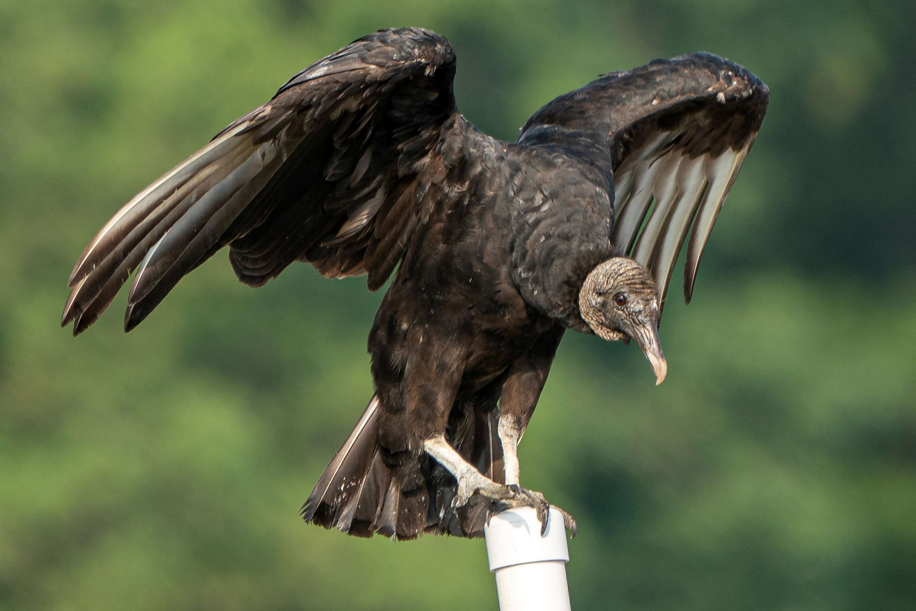 35-facts-about-black-vultures-midwest