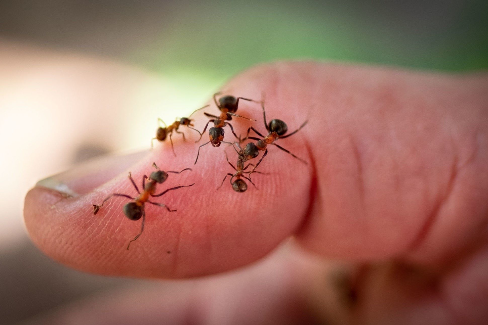 35-facts-about-cannibal-ants