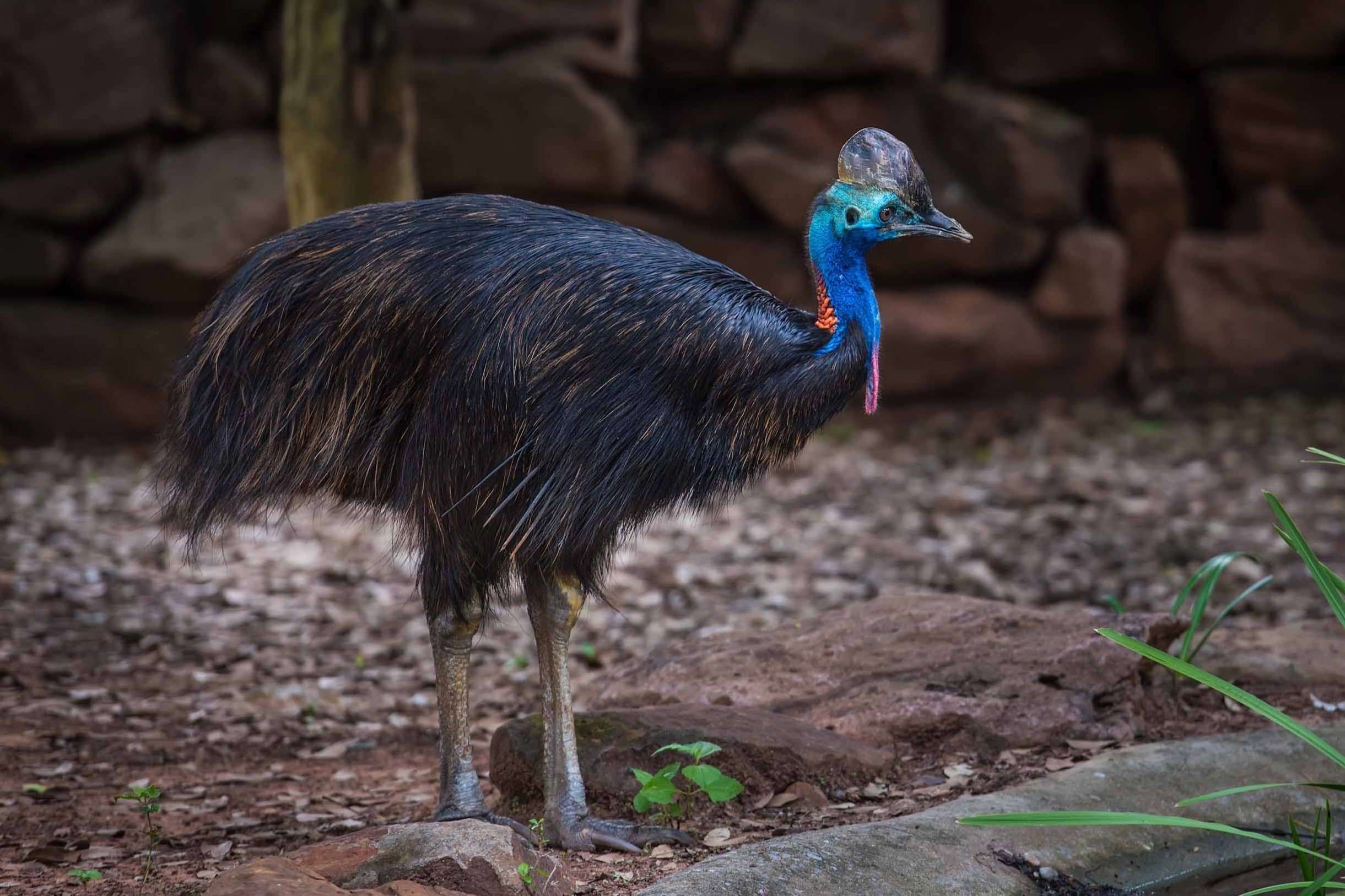 35-facts-about-cassowary-domestication