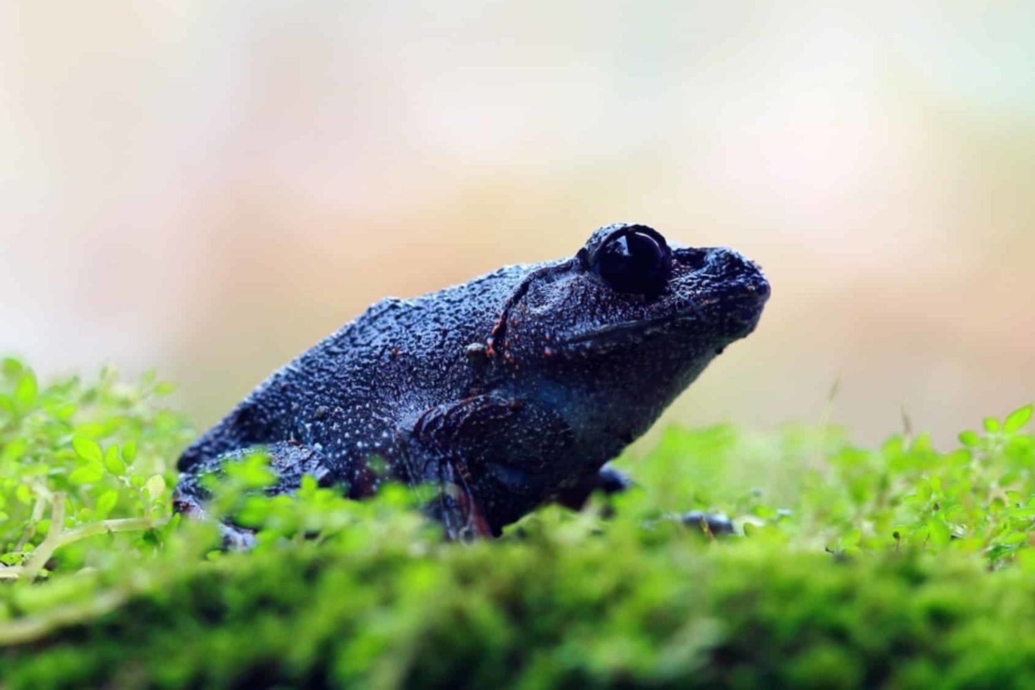 35-facts-about-chernobyl-frogs