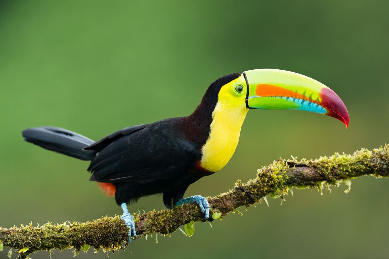 35-facts-about-colorful-animals