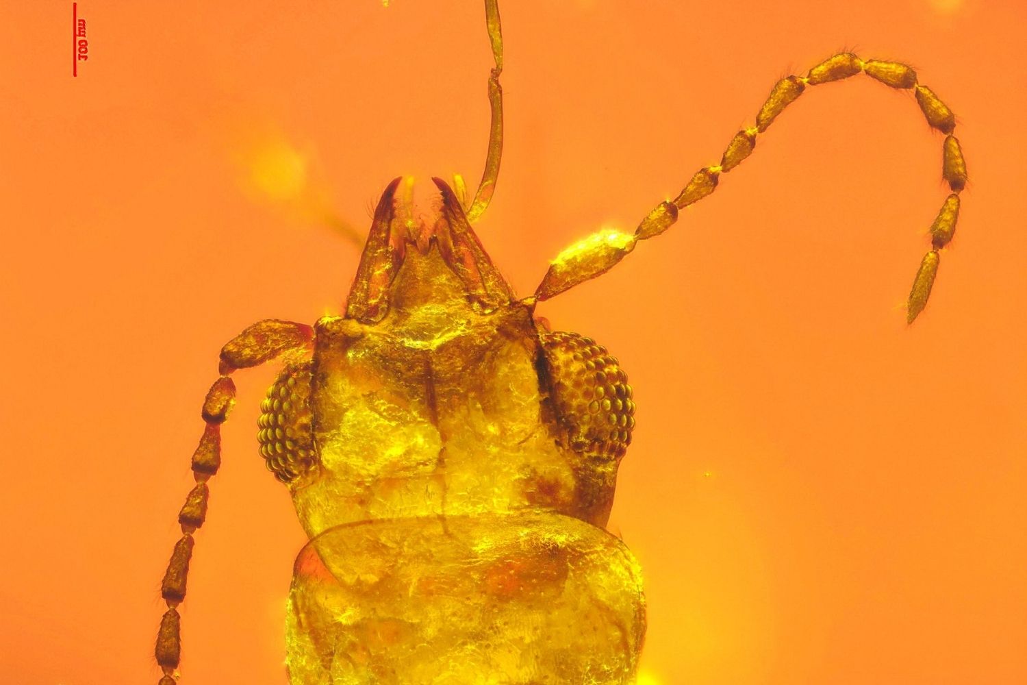 35-facts-about-colorful-insects-stuck-in-amber