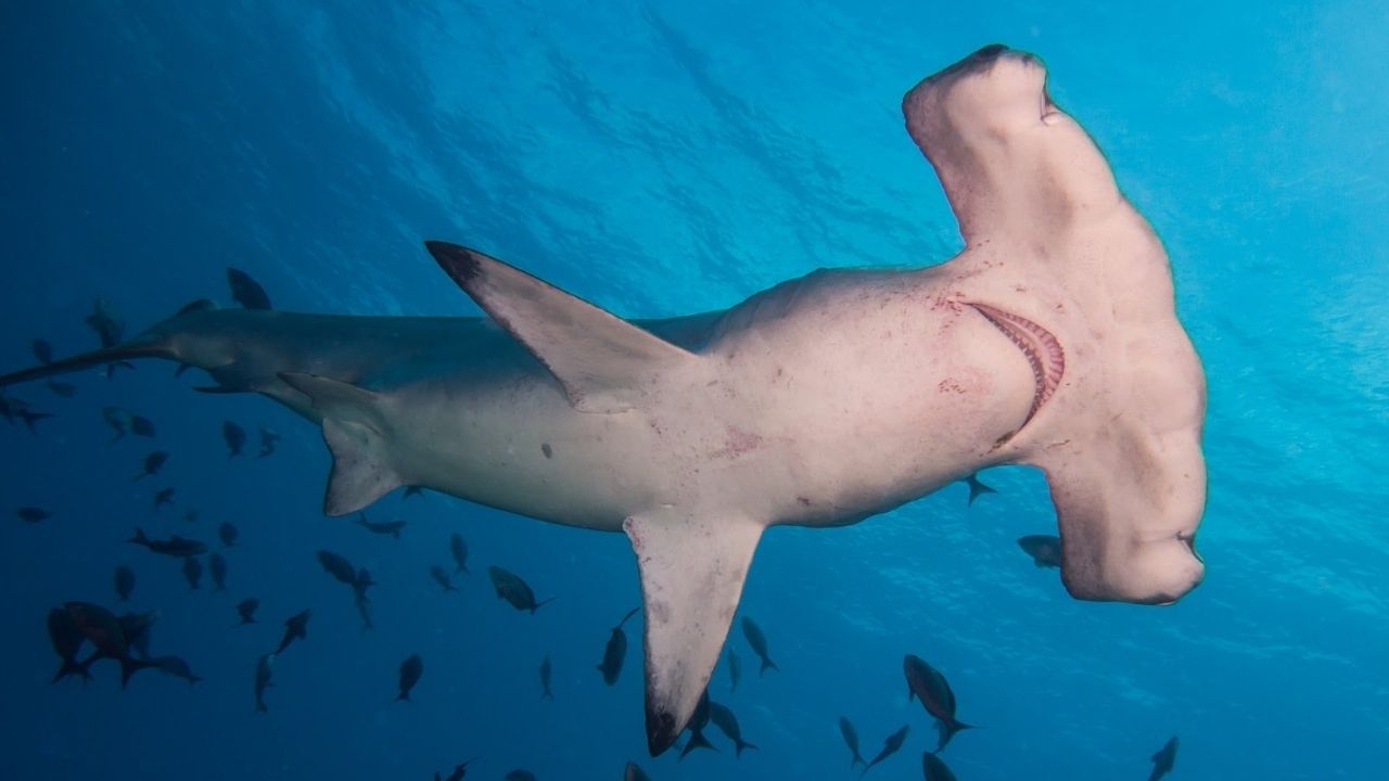 35-facts-about-coolest-sharks