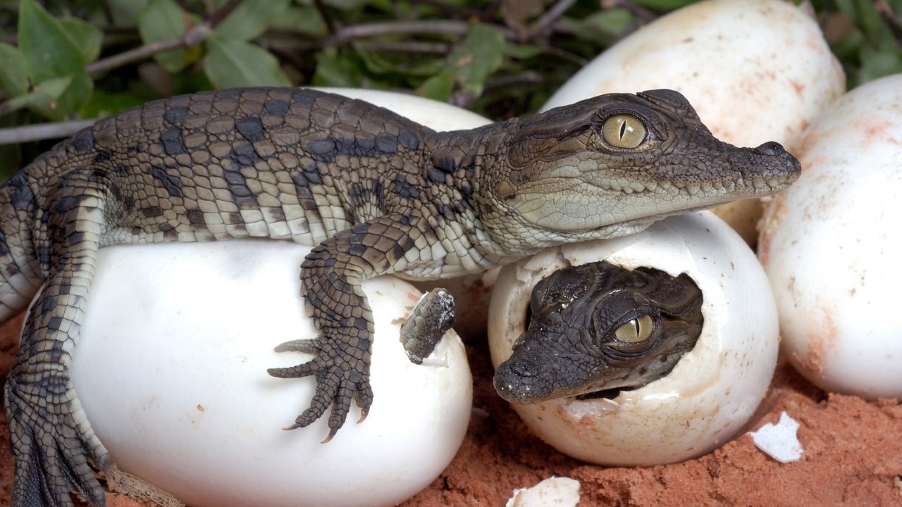 35-facts-about-crocodile-virgin-birth