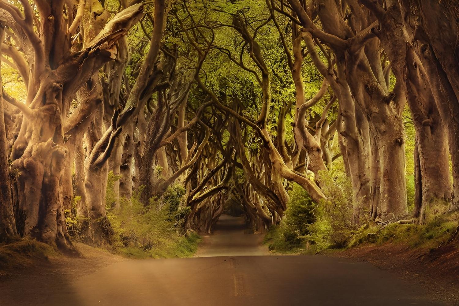 35-facts-about-dark-hedges