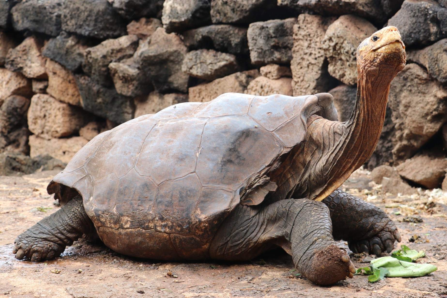 35-facts-about-diego-galapagos-tortoise