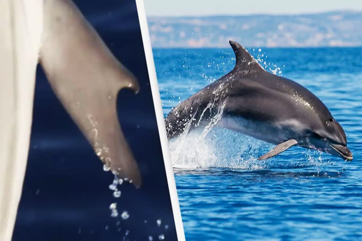 35-facts-about-dolphin-with-thumbs