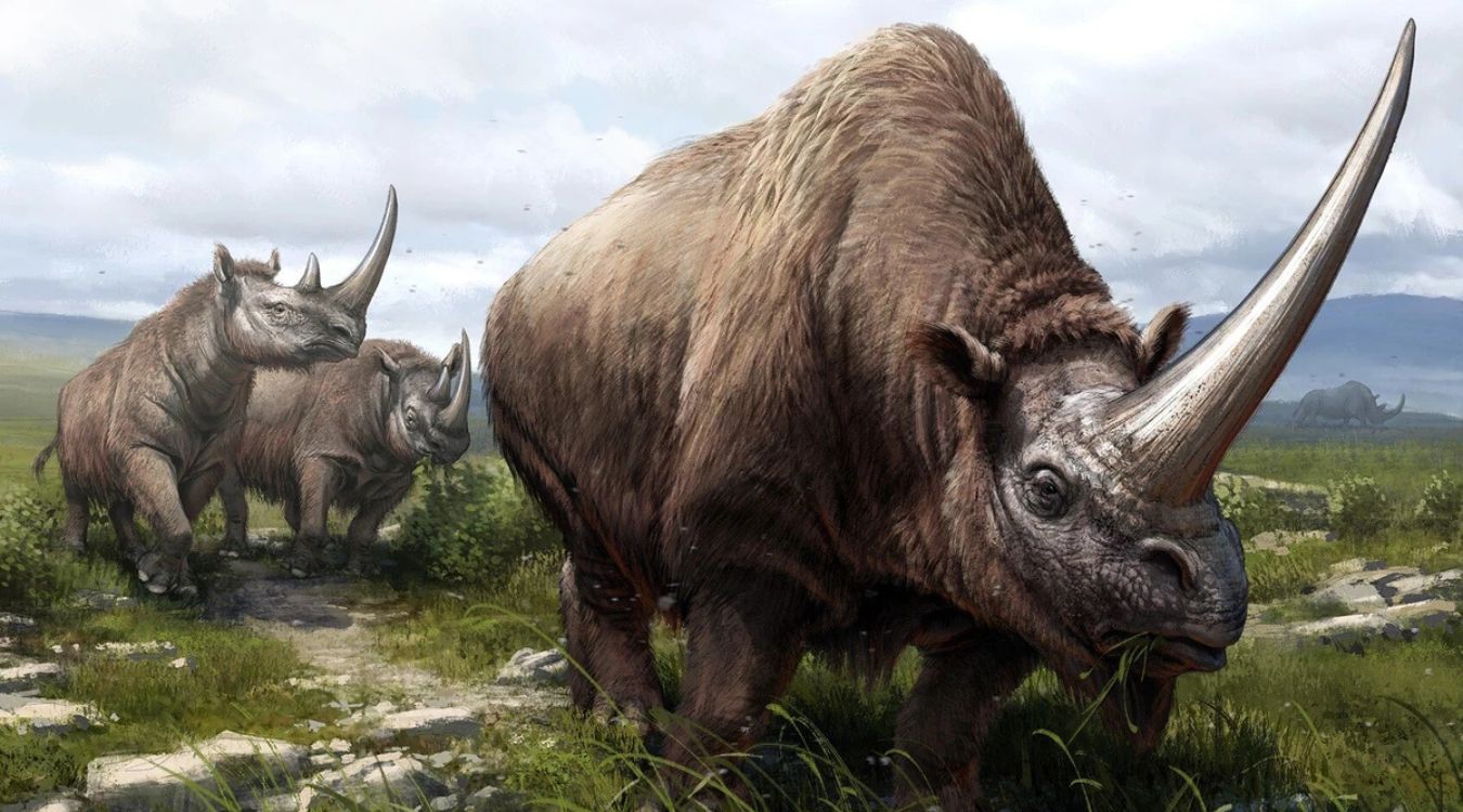 35-facts-about-elasmotherium-sibiricum