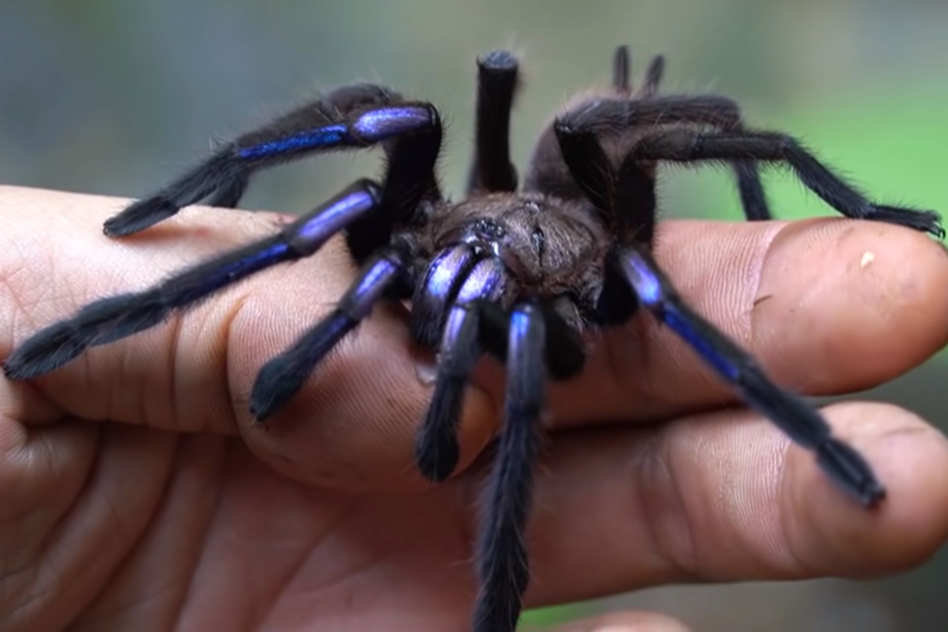 35-facts-about-electric-blue-tarantula