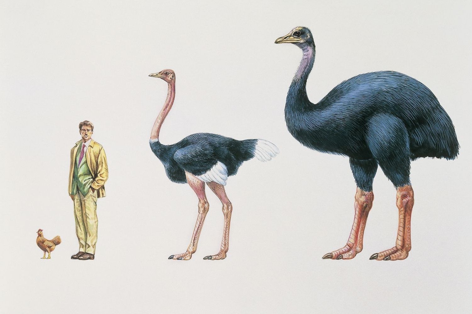 35-facts-about-elephant-bird