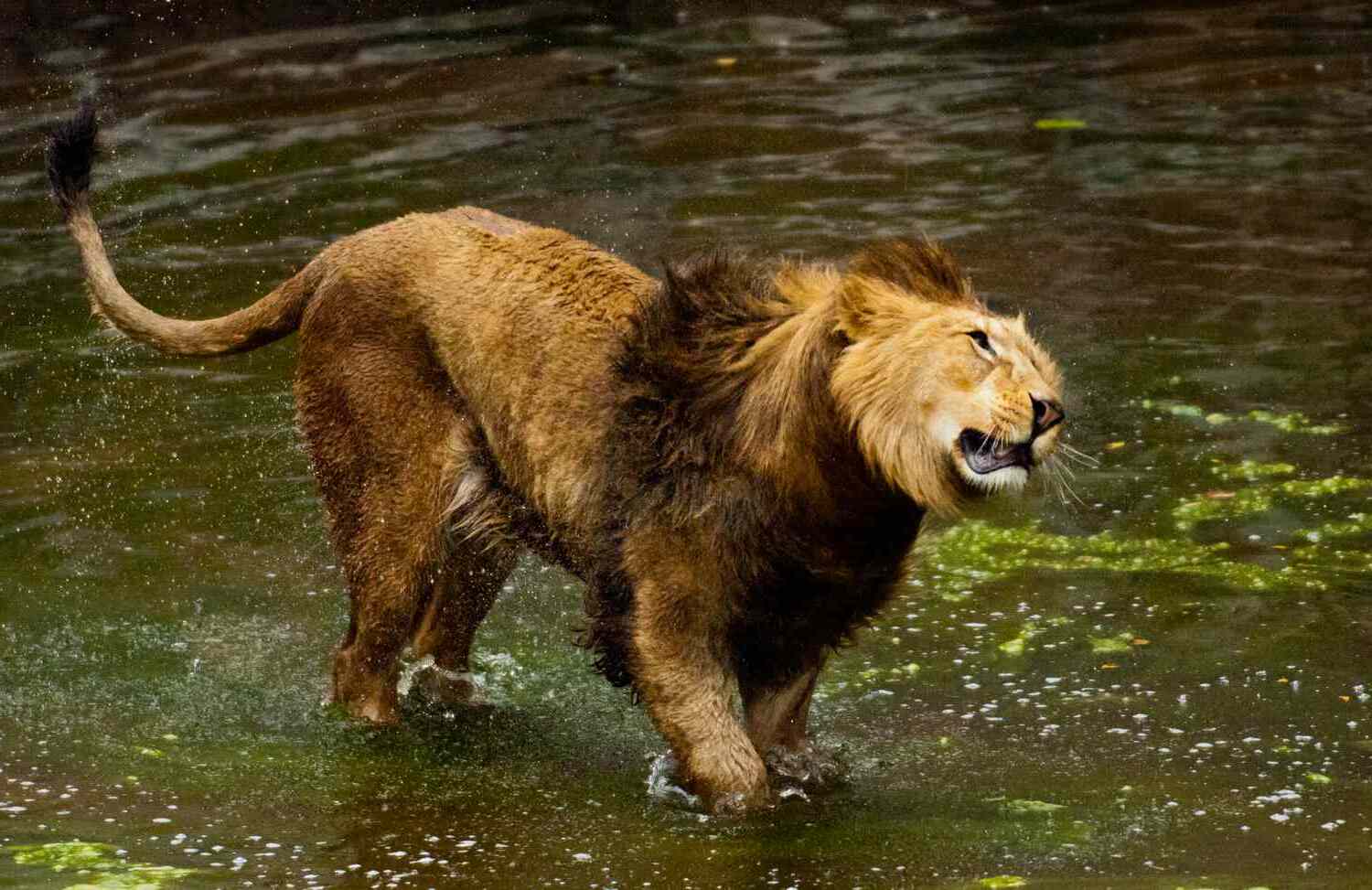 35-facts-about-extinct-lion