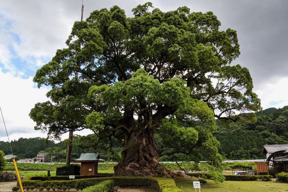 35-facts-about-fifth-oldest-tree