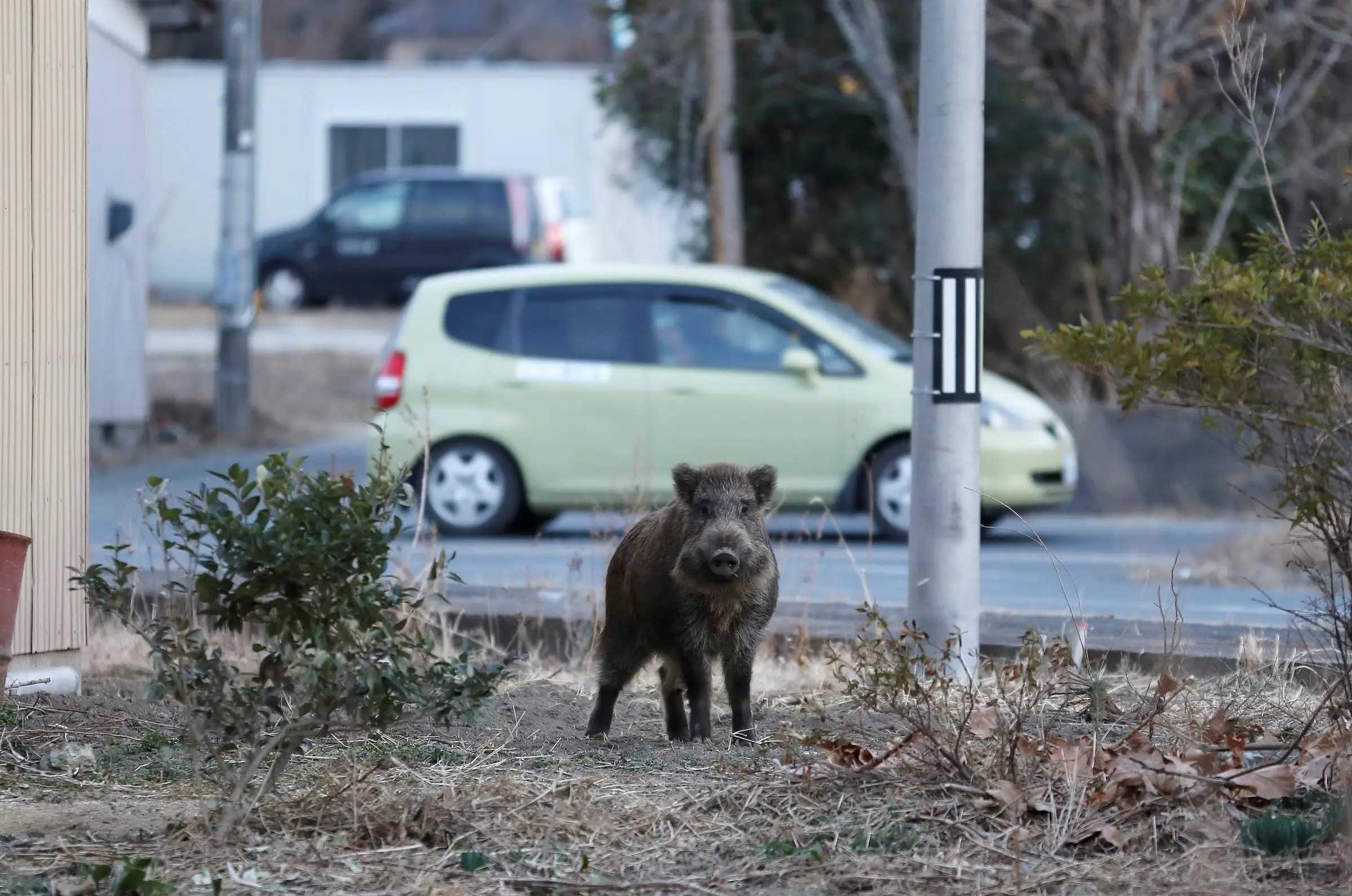 35-facts-about-fukushima-exclusion-zone-animals