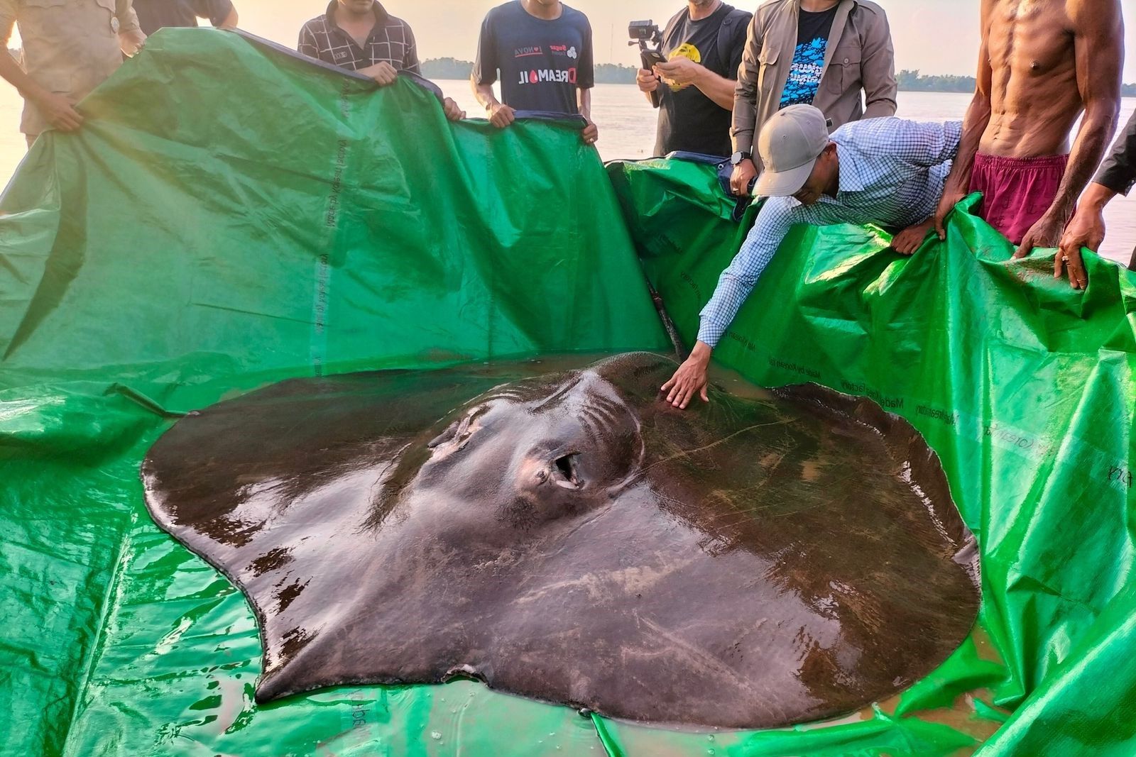 35-facts-about-giant-freshwater-stingray-cambodia