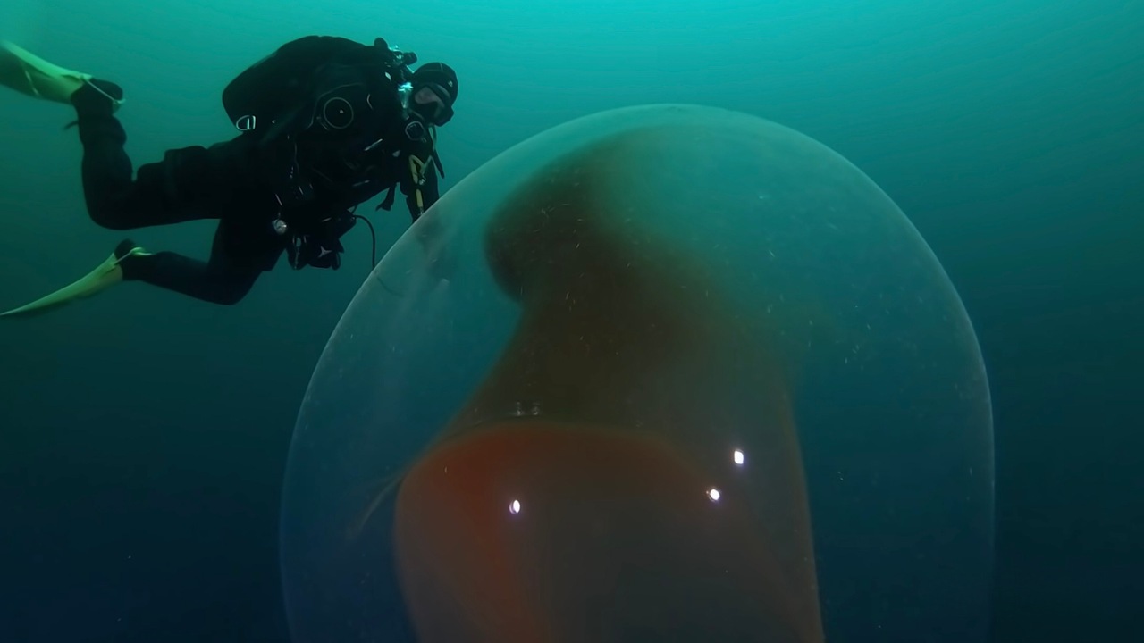 35-facts-about-giant-squid-egg-sac