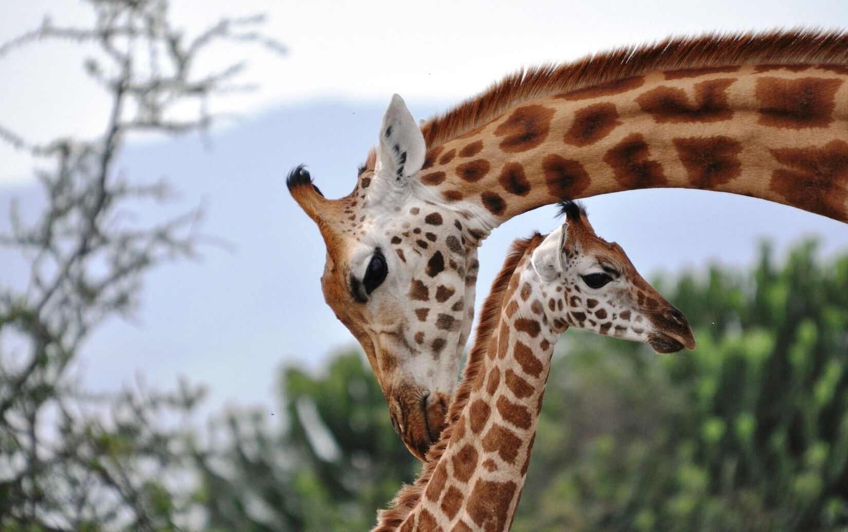 35 Facts About Giraffes - Facts.net