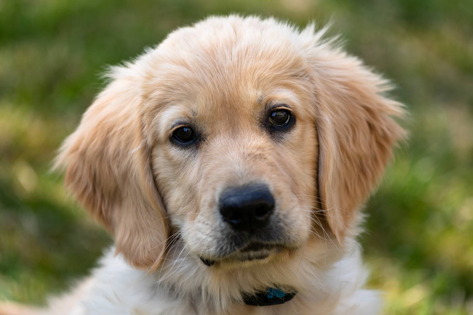 35-facts-about-golden-retriever-puppy