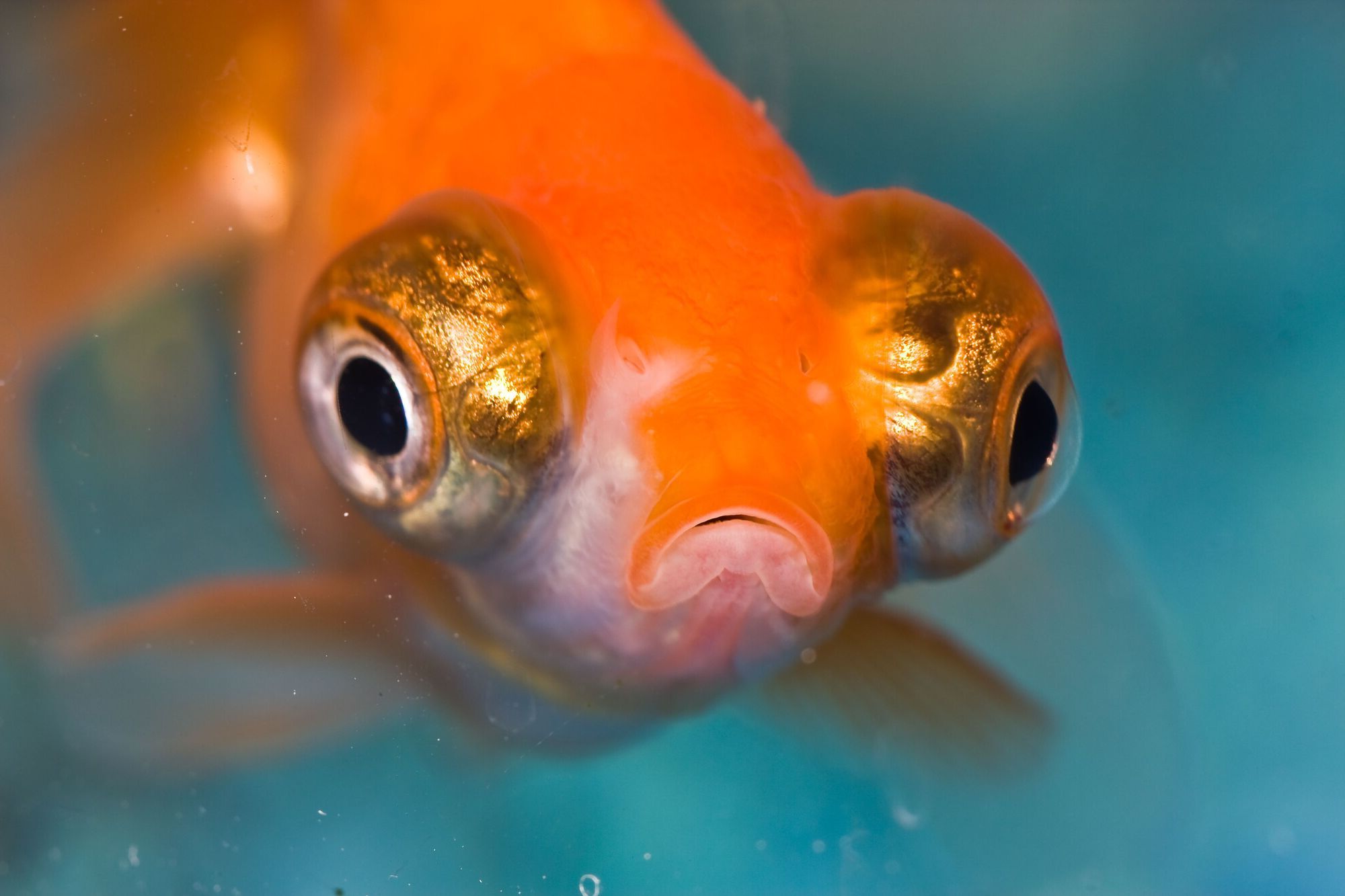 35-facts-about-googly-eyes-fish