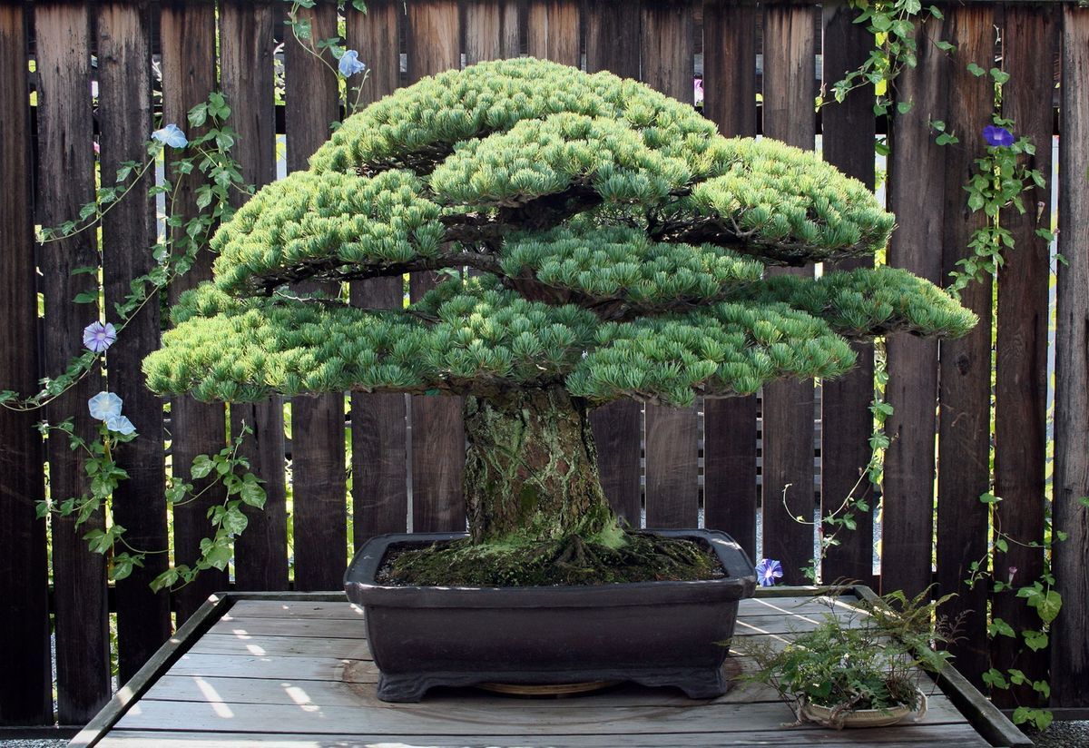 35-facts-about-hiroshima-bonsai