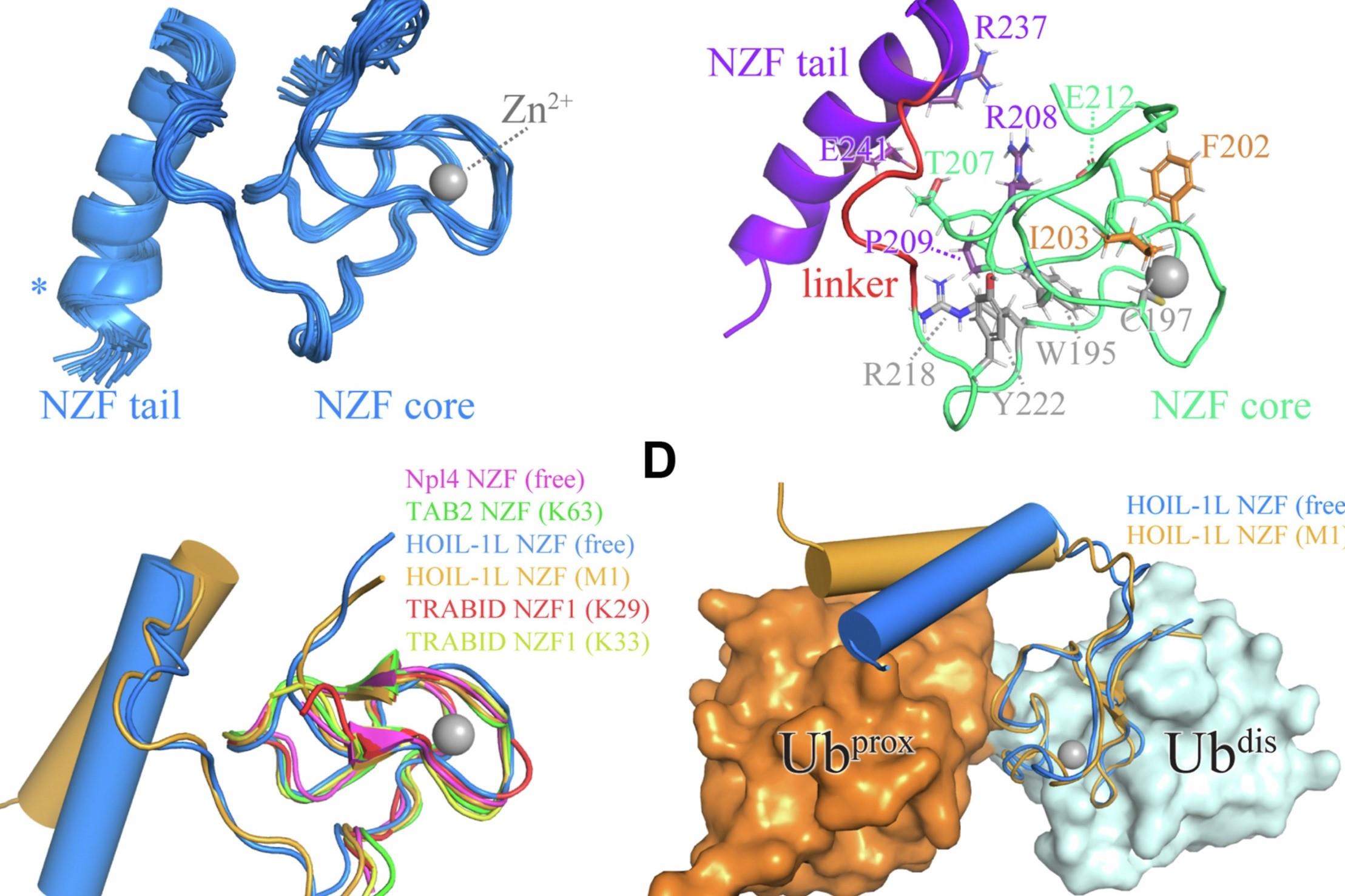 35-facts-about-hoil-1l-mutation