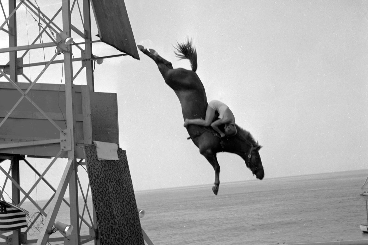 35-facts-about-horse-diving