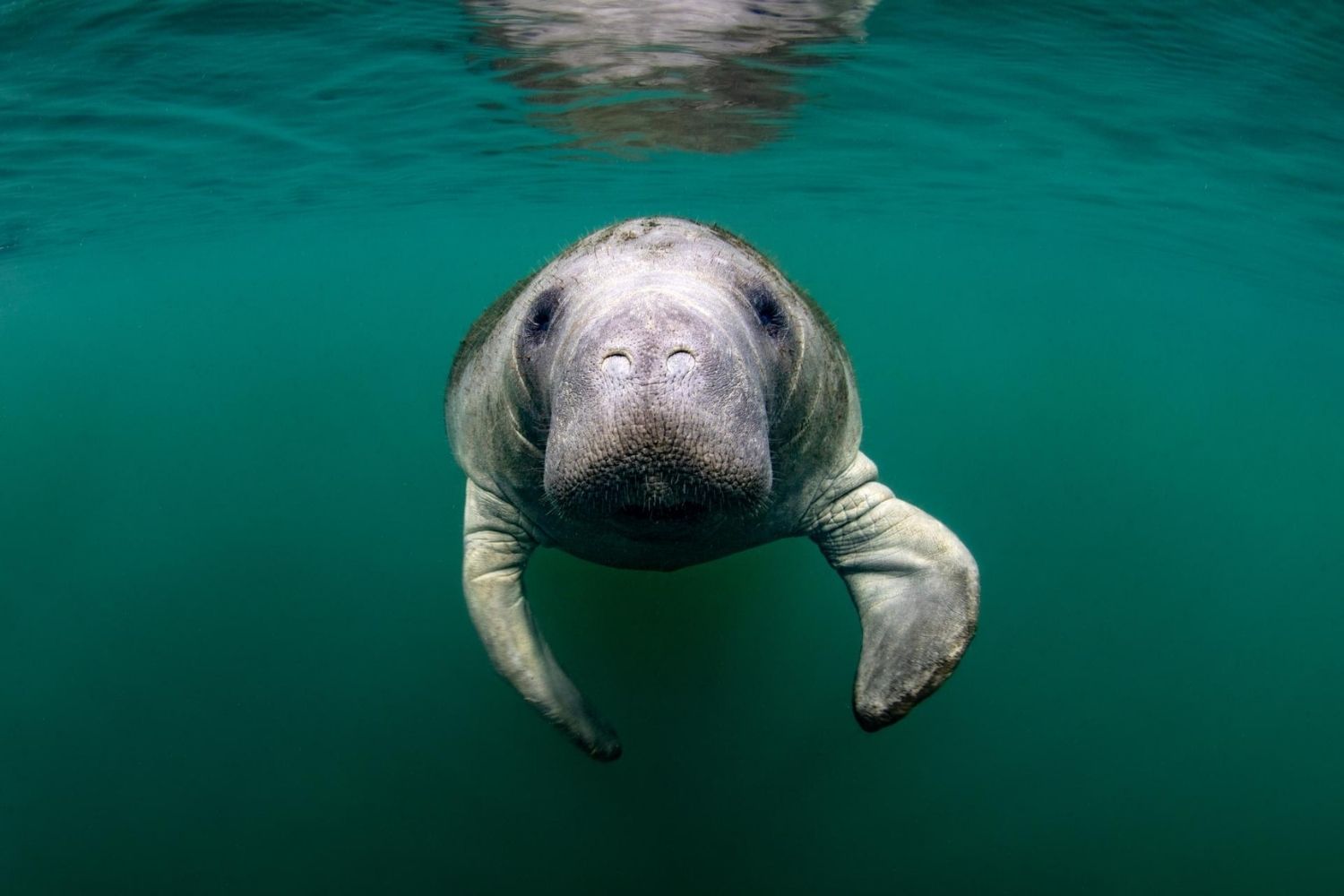 35-facts-about-hugh-the-manatee