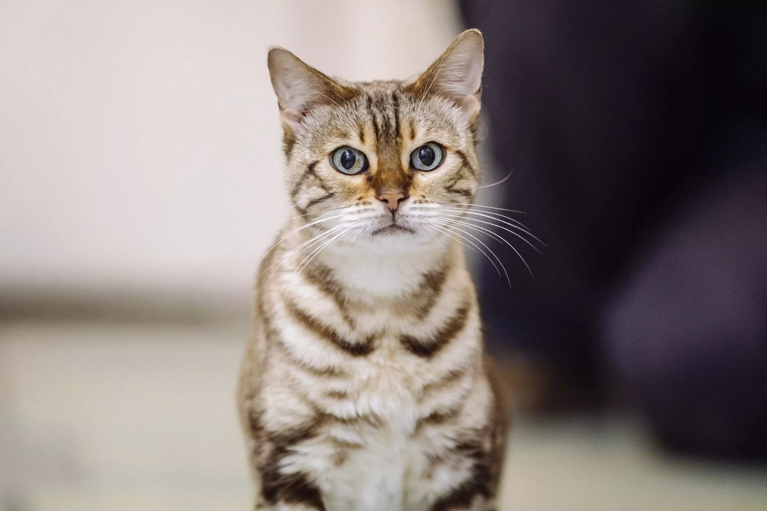 35-facts-about-hypoallergenic-cats