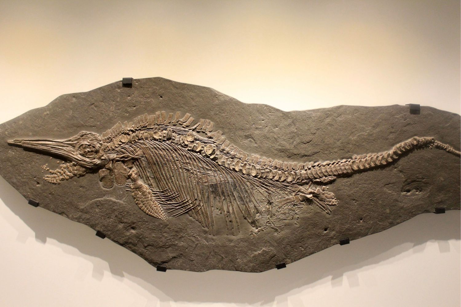 35-facts-about-ichthyosaur-fossil