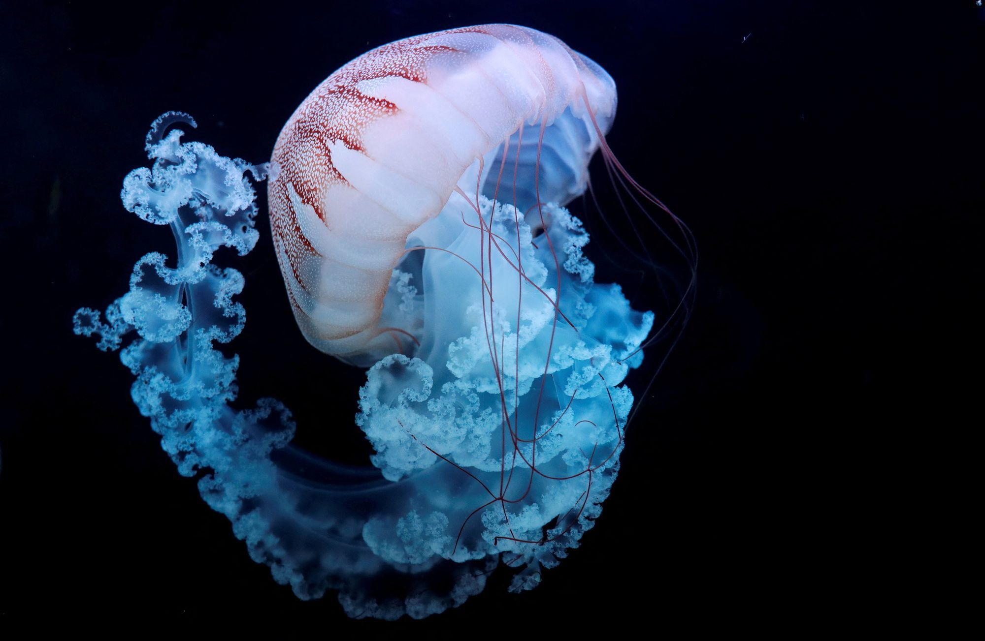 35-facts-about-immortal-jellyfish