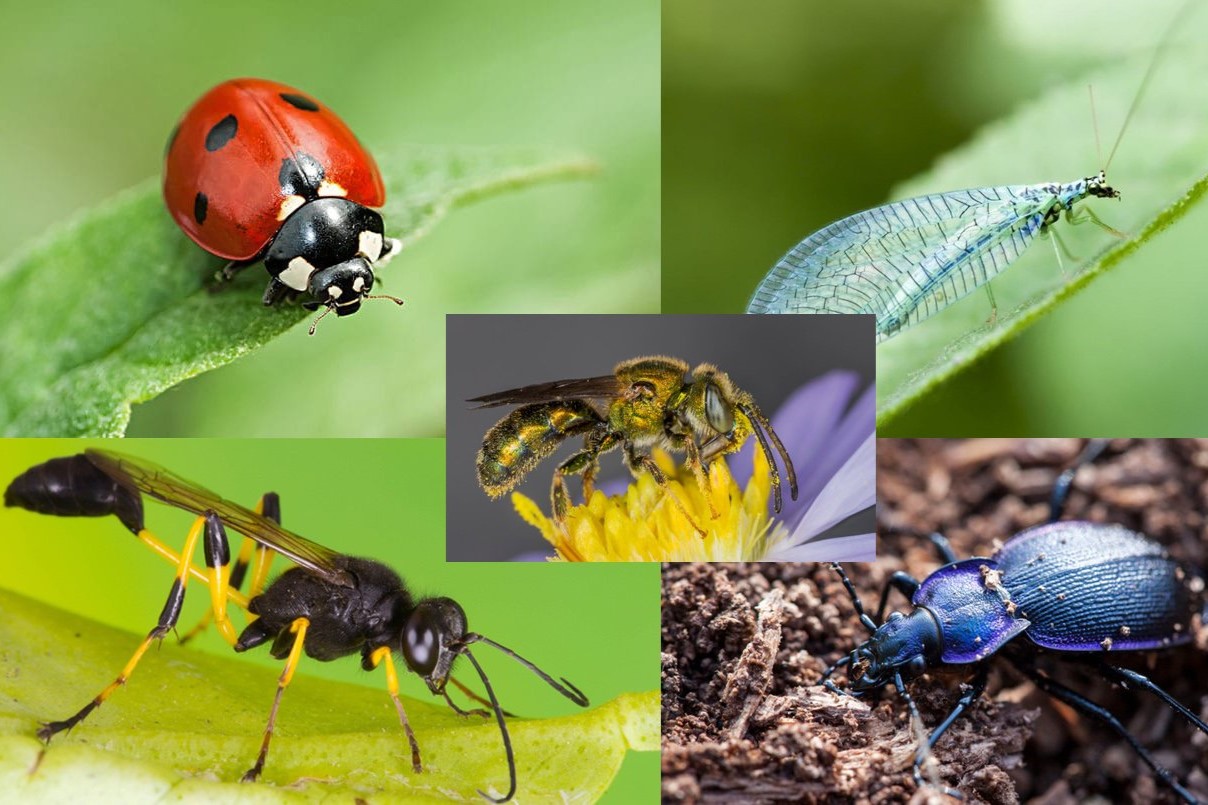 35-facts-about-insects