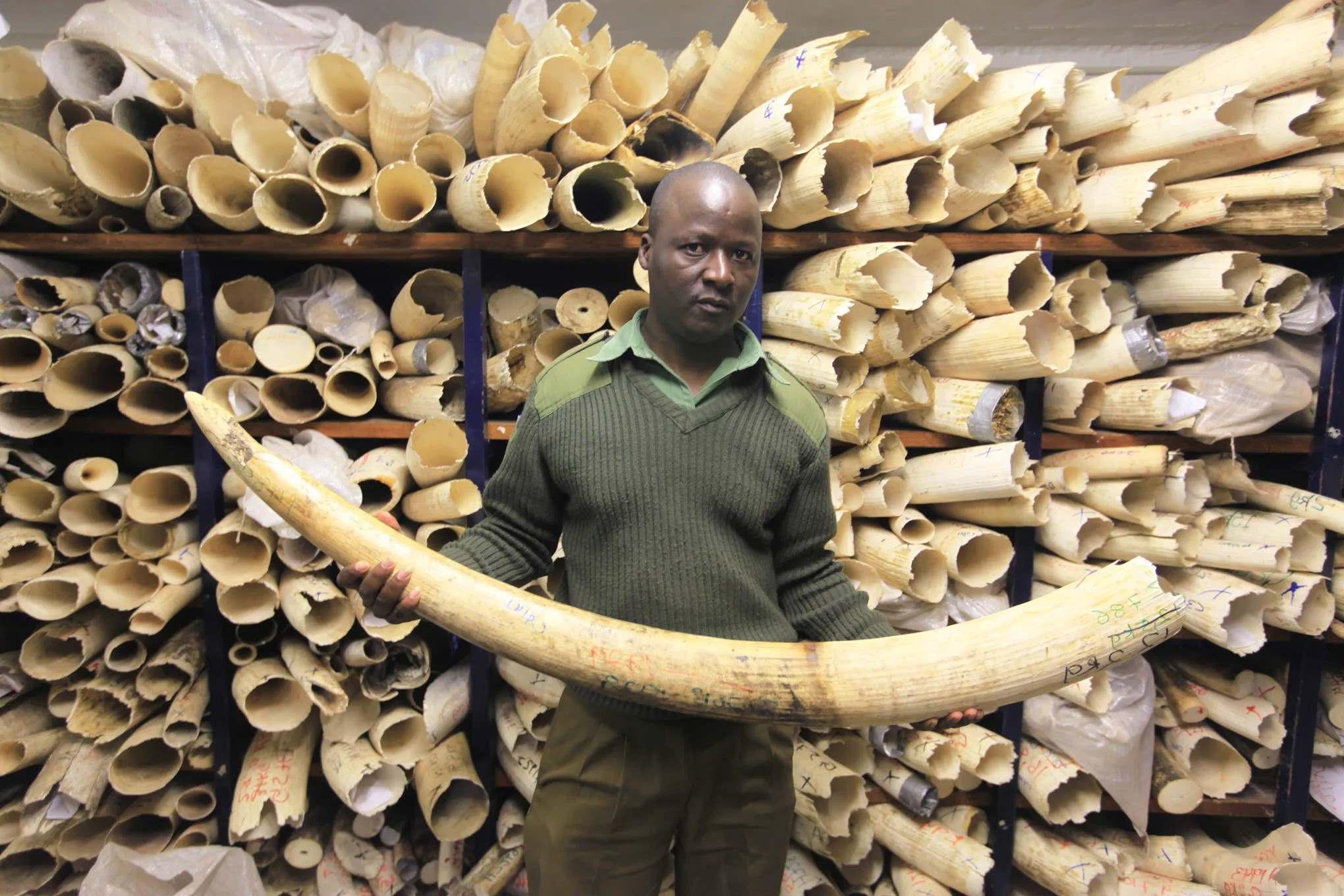35 Facts About Ivory Trade Facts 35 Facts About Ivory Trade Facts