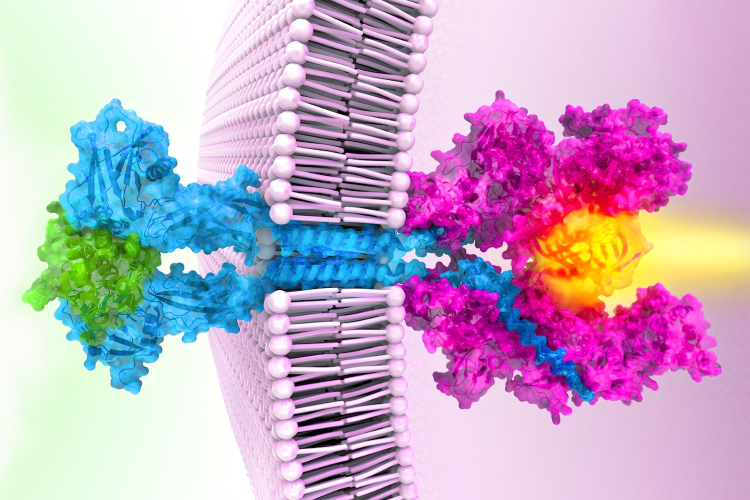 35-facts-about-janus-kinase