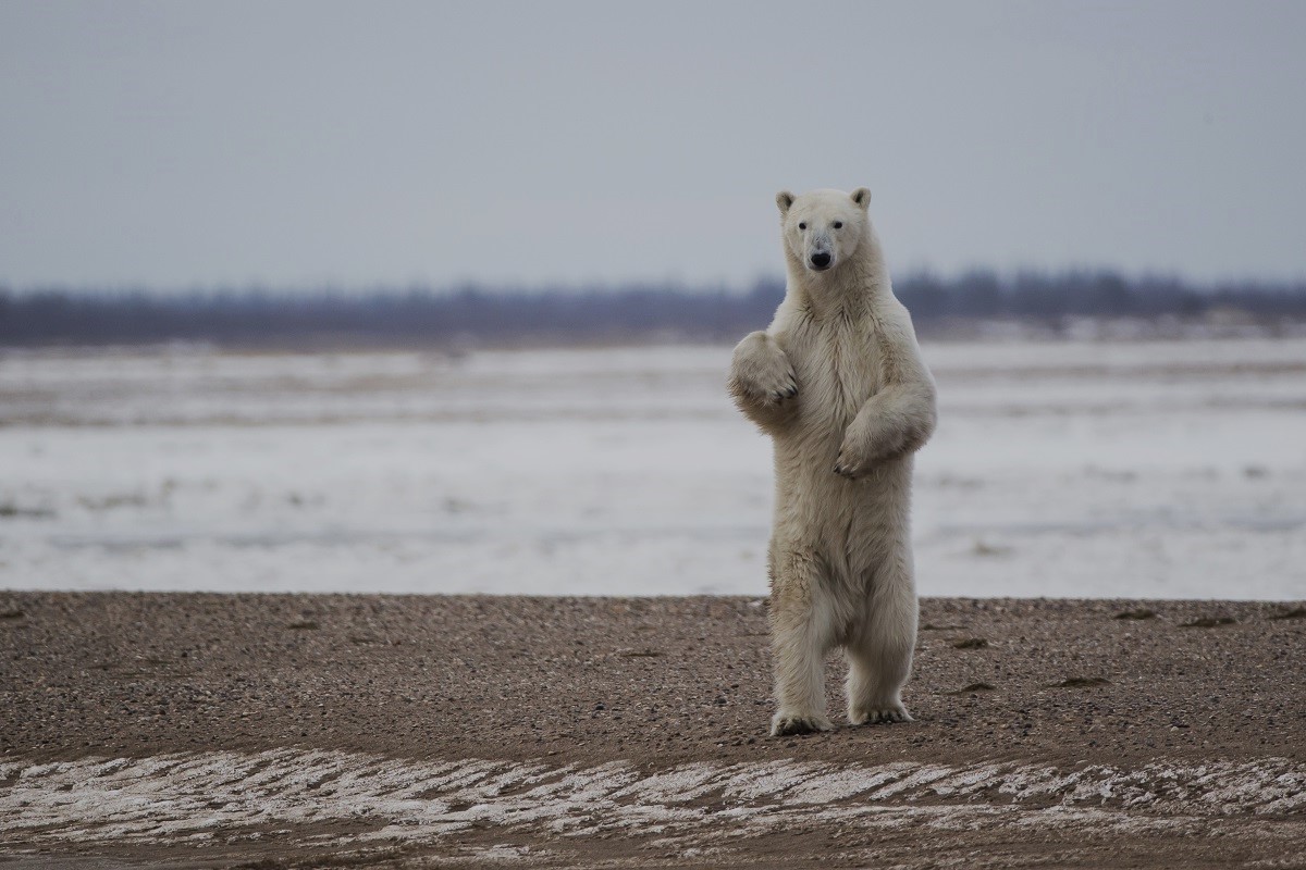 35-facts-about-king-polar-bear