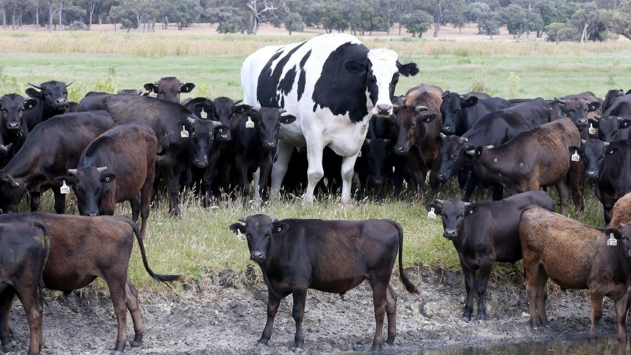 35-facts-about-knickers-giant-cow