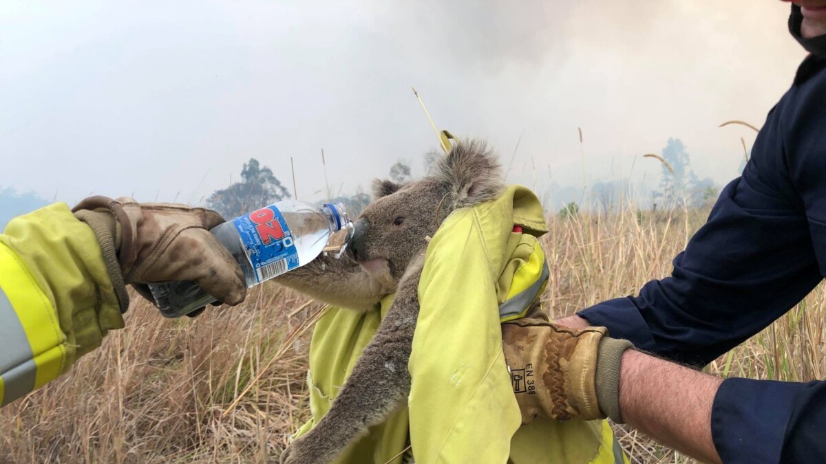 35-facts-about-koala-bush-fire-rescue