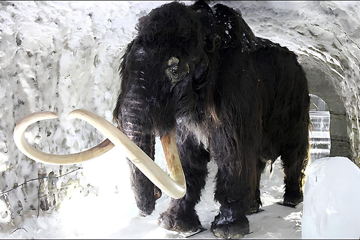 35-facts-about-kotelny-island-woolly-mammoth-remains