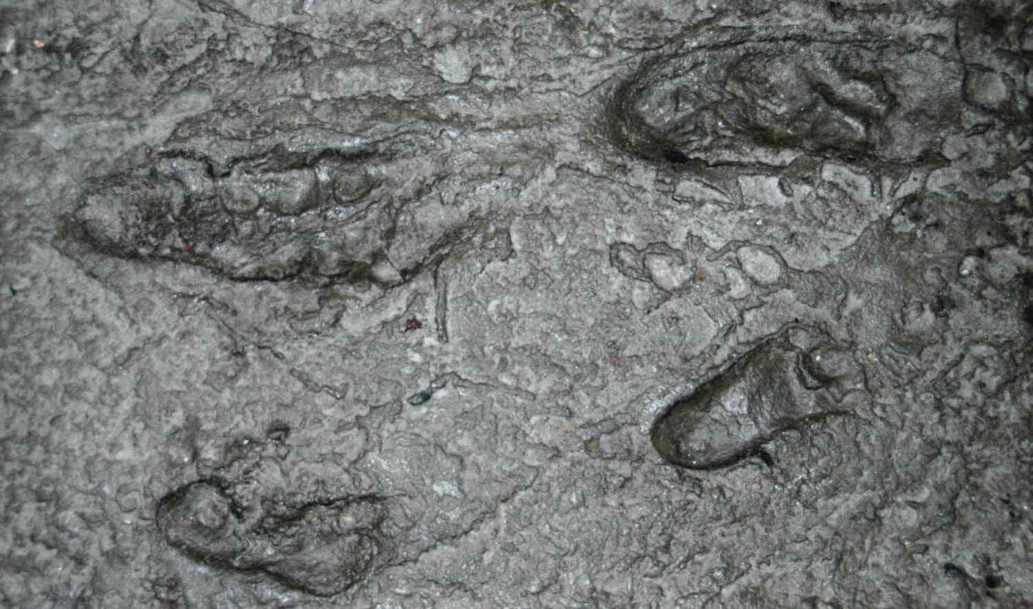 35-facts-about-laetoli-hominin-footprints