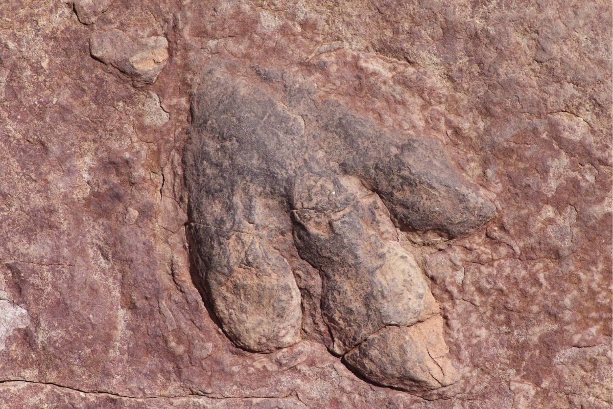 35-facts-about-largest-dinosaur-footprint