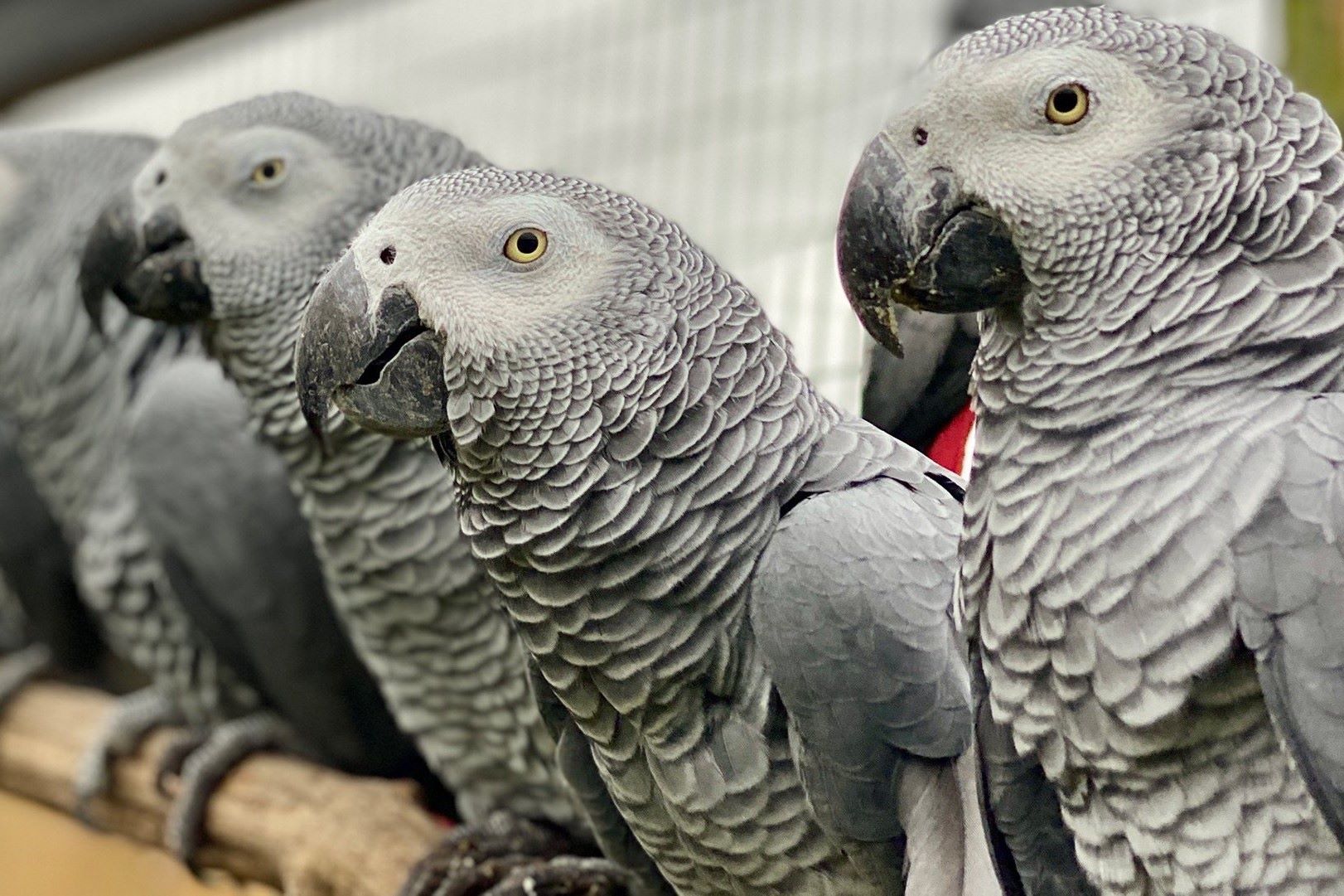 35-facts-about-lincolnshire-swearing-parrots